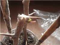 e18c2ebe-Picture 015.jpg